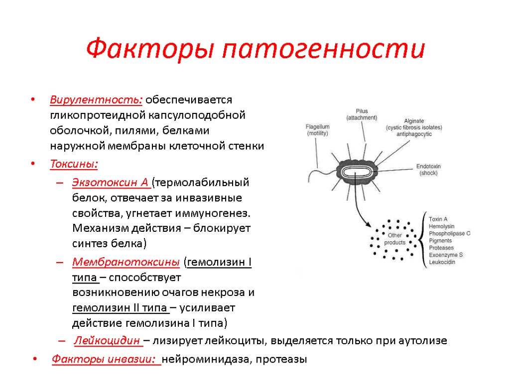 Факторы патогенности Вирулентность: обеспечивается гликопротеидной капсулоподобной оболочкой, пилями, белками наружной мембраны клеточной стенки Токсины: